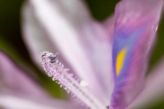 「ホテイアオイ」のサムネイル画像