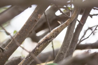 「アオダイショウ」のサムネイル画像