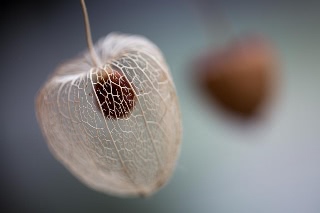 「ホオズキ」のサムネイル画像