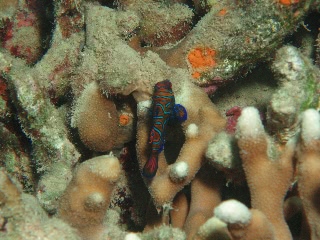 「ニシキテグリ(Mandarin Fish)」のサムネイル画像