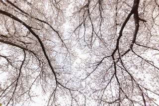 「ソメイヨシノ(染井吉野)」のサムネイル画像