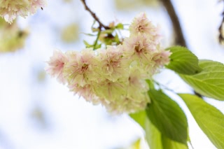 「ギョイコウ(御衣黄)」のサムネイル画像