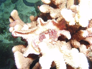 「珊瑚にはまってるヤドカリ」のサムネイル画像