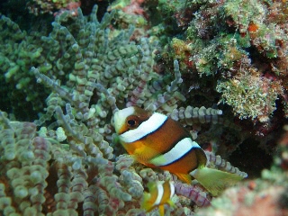 「クマノミ(Anemonefish)」のサムネイル画像