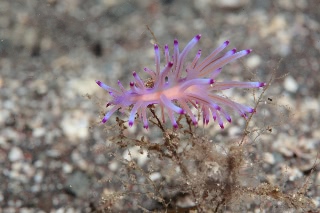 「セスジミノウミウシ」のサムネイル画像