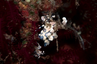 「フリソデエビ(Harlequin shrimp)」のサムネイル画像