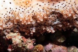 「クロエリナマコ(Graffiti sea cucumber,クロテナマコ,オハグロナマコ)」のサムネイル画像