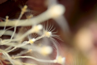 「ベニクダウミヒドラ」のサムネイル画像