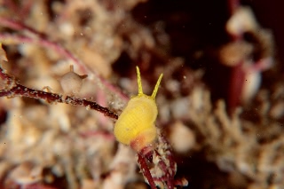 「貝の仲間」のサムネイル画像