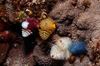 「イバラカンザシ(Christmas tree worm)」のサムネイル画像
