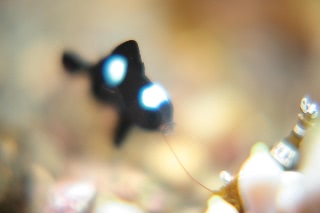 「ミツボシクロスズメダイ(Three-spot Humbug)」のサムネイル画像