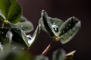 「ベニバナツメクサ(ストローベリーキャンドル)」のサムネイル画像