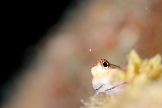 「イシガキカエルウオ」のサムネイル画像