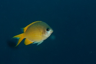 「ネッタイスズメダイ(Lemon Damsel,Yellow Damsel)」のサムネイル画像