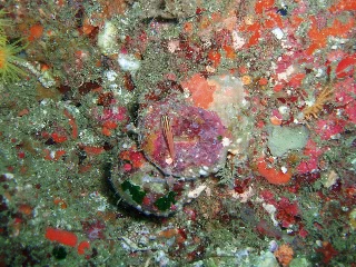 「イチモンジハゼ」のサムネイル画像