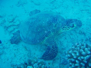 「アオウミガメ(Green turtle)」のサムネイル画像