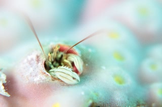 「カンザシヤドカリ(Coral Hermit Crab)」のサムネイル画像
