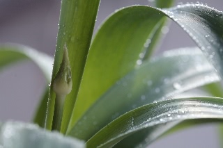 「ギガンチューム(ギガンジウム)」のサムネイル画像