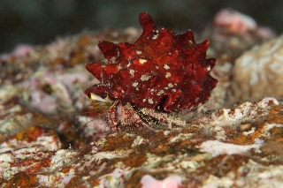 「ヤドカリの仲間」のサムネイル画像