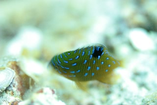 「ルリホシスズメダイ」のサムネイル画像