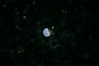 「クラゲの仲間」のサムネイル画像