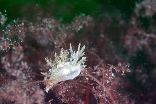 「スギノハウミウシ」のサムネイル画像