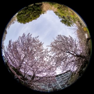 「ソメイヨシノ(染井吉野)」のサムネイル画像