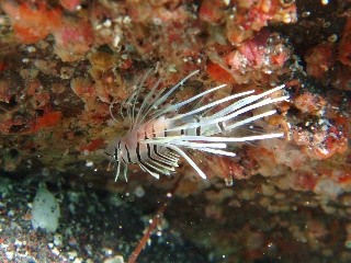 「ミノカサゴ」のサムネイル画像