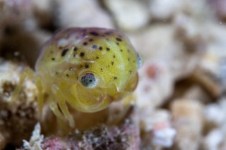 「Carpilius属の一種」のサムネイル画像