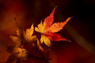 「無題」のサムネイル画像