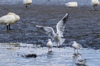 「カモメ」のサムネイル画像