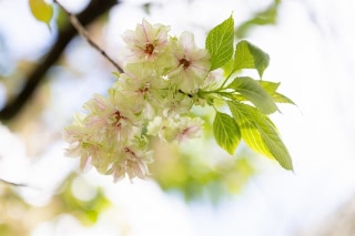 「ギョイコウ(御衣黄)」のサムネイル画像