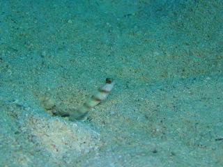 「ダテハゼ」のサムネイル画像