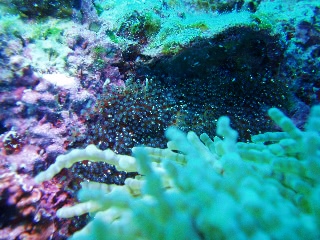 「クマノミ(Anemonefish)」のサムネイル画像