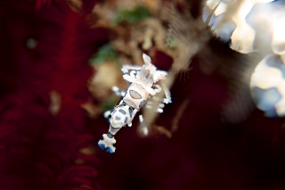 「フリソデエビ(Harlequin shrimp)」のサムネイル画像