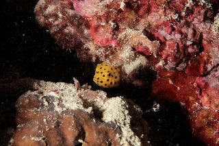 「ミナミハコフグ」のサムネイル画像