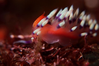 「アデヤカミノウミウシ」のサムネイル画像