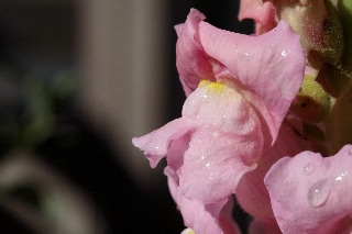 「キンギョソウ」のサムネイル画像