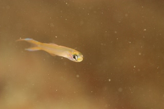 「ピンクダートゴビー」のサムネイル画像