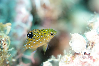 「ルリホシスズメダイ」のサムネイル画像