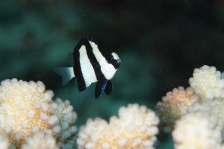 「ミスジリュウキュウスズメダイ」のサムネイル画像