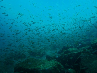 「クロホシイシモチ」のサムネイル画像