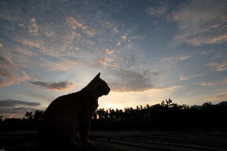 「ネコ」のサムネイル画像