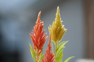 「ケイトウ(鶏頭)」のサムネイル画像