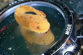 「スナビクニン」のサムネイル画像