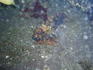 「アメフラシ様のお通りだ…って、寝てるよ。よけて通ろう。」のサムネイル画像