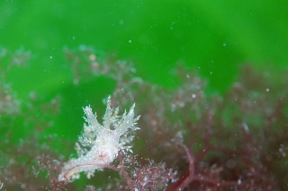 「スギノハウミウシ」のサムネイル画像