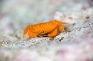 「ウミギクモドキ」のサムネイル画像