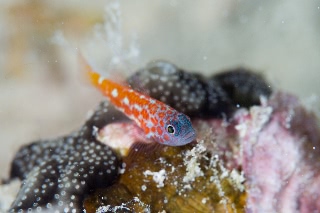 「チゴベニハゼ(Red Pygmy-goby)」のサムネイル画像
