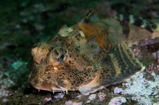 「オニカジカ」のサムネイル画像